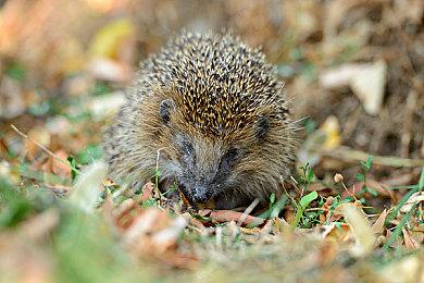  《脑怪来袭！脑晶保卫战》将支持「好友通行证」与跨平台联机！
